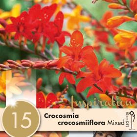 Crocosmia Crocosmiiflora Mixed